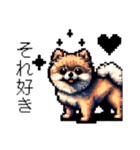 ⚫ポメラニアン［ドット絵］（個別スタンプ：11）