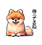 ⚫ポメラニアン［ドット絵］（個別スタンプ：14）