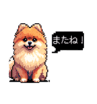 ⚫ポメラニアン［ドット絵］（個別スタンプ：17）