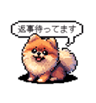 ⚫ポメラニアン［ドット絵］（個別スタンプ：18）