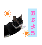 くろーバージョン（個別スタンプ：1）
