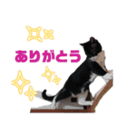 くろーバージョン（個別スタンプ：6）