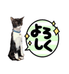 くろーバージョン（個別スタンプ：8）