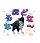 くろーバージョン（個別スタンプ：24）