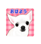 かわいい動物＊似顔絵スタンプ＊猫犬など（個別スタンプ：1）