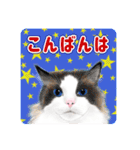 かわいい動物＊似顔絵スタンプ＊猫犬など（個別スタンプ：3）