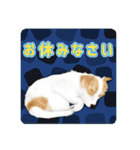 かわいい動物＊似顔絵スタンプ＊猫犬など（個別スタンプ：4）