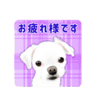 かわいい動物＊似顔絵スタンプ＊猫犬など（個別スタンプ：5）