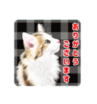 かわいい動物＊似顔絵スタンプ＊猫犬など（個別スタンプ：7）