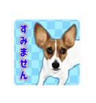 かわいい動物＊似顔絵スタンプ＊猫犬など（個別スタンプ：10）