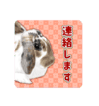 かわいい動物＊似顔絵スタンプ＊猫犬など（個別スタンプ：11）