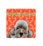 かわいい動物＊似顔絵スタンプ＊猫犬など（個別スタンプ：13）