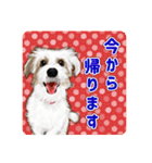 かわいい動物＊似顔絵スタンプ＊猫犬など（個別スタンプ：15）