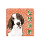 かわいい動物＊似顔絵スタンプ＊猫犬など（個別スタンプ：17）