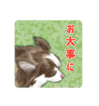 かわいい動物＊似顔絵スタンプ＊猫犬など（個別スタンプ：20）