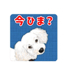 かわいい動物＊似顔絵スタンプ＊猫犬など（個別スタンプ：21）