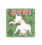 かわいい動物＊似顔絵スタンプ＊猫犬など（個別スタンプ：22）