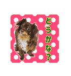 かわいい動物＊似顔絵スタンプ＊猫犬など（個別スタンプ：23）