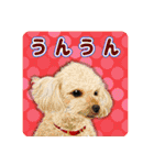 かわいい動物＊似顔絵スタンプ＊猫犬など（個別スタンプ：26）