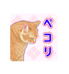 かわいい動物＊似顔絵スタンプ＊猫犬など（個別スタンプ：31）