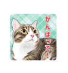 かわいい動物＊似顔絵スタンプ＊猫犬など（個別スタンプ：34）