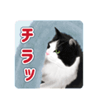 かわいい動物＊似顔絵スタンプ＊猫犬など（個別スタンプ：35）