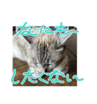 まだまだ あさりちゃん（個別スタンプ：1）