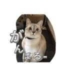 まだまだ あさりちゃん（個別スタンプ：6）