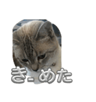 まだまだ あさりちゃん（個別スタンプ：8）