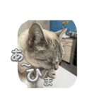 まだまだ あさりちゃん（個別スタンプ：9）