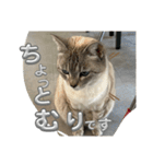 まだまだ あさりちゃん（個別スタンプ：12）