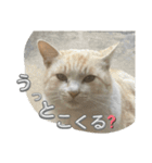まだまだ あさりちゃん（個別スタンプ：20）