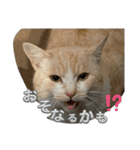 まだまだ あさりちゃん（個別スタンプ：22）