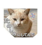 まだまだ あさりちゃん（個別スタンプ：33）