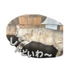 まだまだ あさりちゃん（個別スタンプ：36）