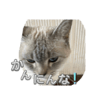 まだまだ あさりちゃん（個別スタンプ：40）