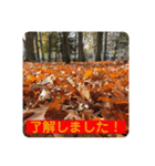 紅葉だらけ〜（個別スタンプ：9）