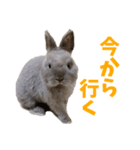 うさぎのはなちゃん【vol.1】（個別スタンプ：1）