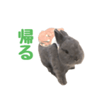 うさぎのはなちゃん【vol.1】（個別スタンプ：3）