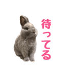 うさぎのはなちゃん【vol.1】（個別スタンプ：4）