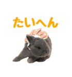 うさぎのはなちゃん【vol.1】（個別スタンプ：5）