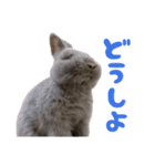 うさぎのはなちゃん【vol.1】（個別スタンプ：6）