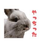 うさぎのはなちゃん【vol.1】（個別スタンプ：7）