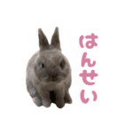 うさぎのはなちゃん【vol.1】（個別スタンプ：8）