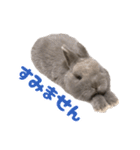 うさぎのはなちゃん【vol.1】（個別スタンプ：9）