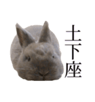 うさぎのはなちゃん【vol.1】（個別スタンプ：10）