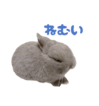 うさぎのはなちゃん【vol.1】（個別スタンプ：12）