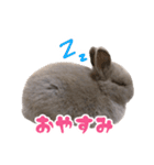 うさぎのはなちゃん【vol.1】（個別スタンプ：13）