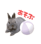 うさぎのはなちゃん【vol.1】（個別スタンプ：14）