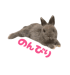 うさぎのはなちゃん【vol.1】（個別スタンプ：16）